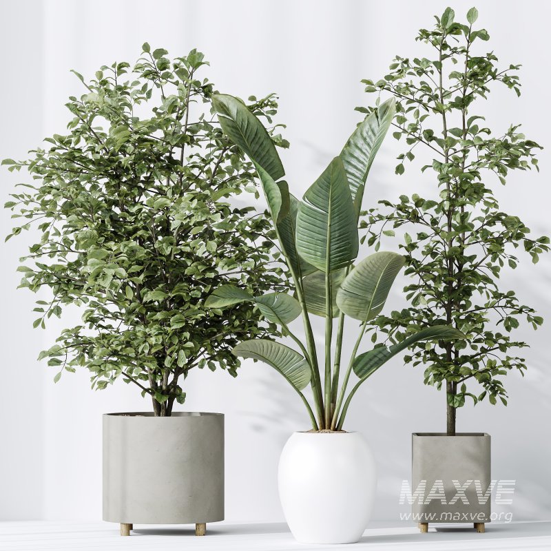 AV Indoor plants set 180 Alnus Glutinosa Alder Schwarzerle Betulus Hazel Erle and Bird Of Paradise Strelitzia Nicolai - Image 5