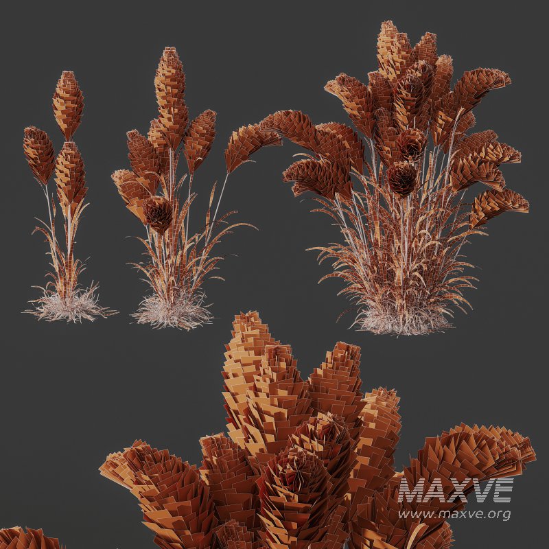 AV 11 different Grasses - Image 14