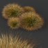 AV Carex Testacea Orange Sedge Grass Prairie Fire - Thumbnail 8