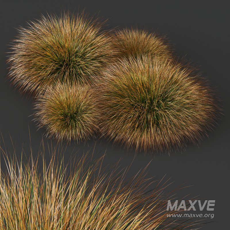 AV Carex Testacea Orange Sedge Grass Prairie Fire - Image 8