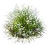 AV Spring flowering grasses Fringe lily and Libertia Grandiflora - Thumbnail 7