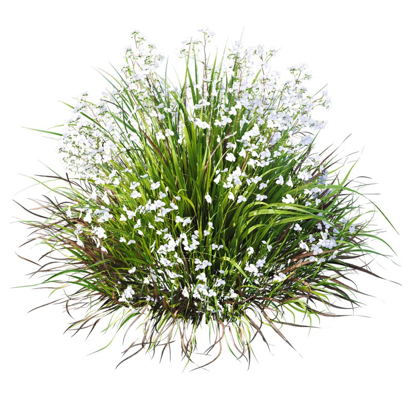 AV Spring flowering grasses Fringe lily and Libertia Grandiflora - Image 7