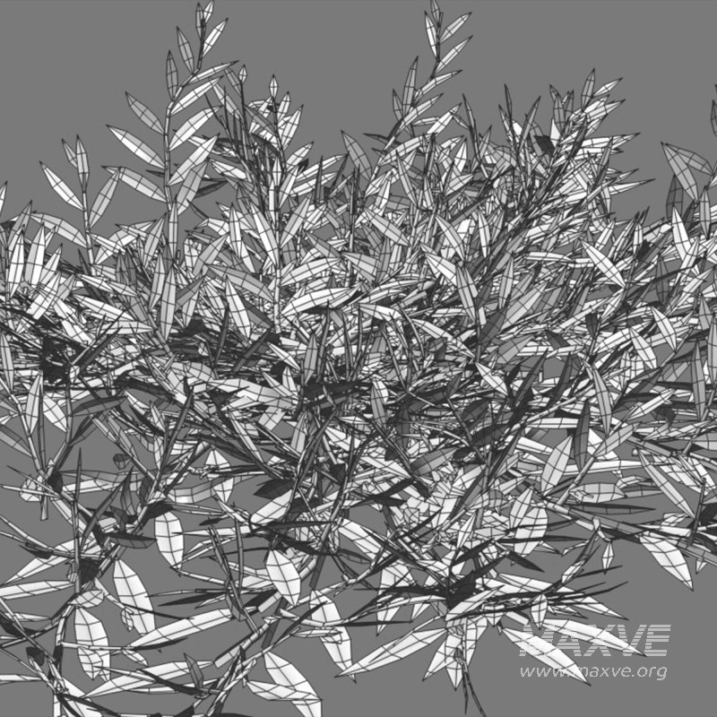 Chrysopogon aciculatus 01 - Image 6