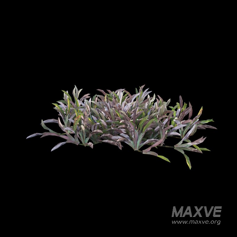 Axonopus compressus_old - Image 3