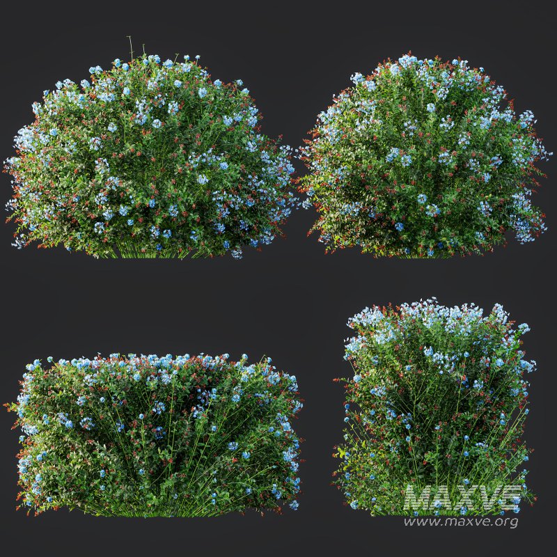 Ceratostigma Plumbaginoides Bleiwurz Bush - Image 8