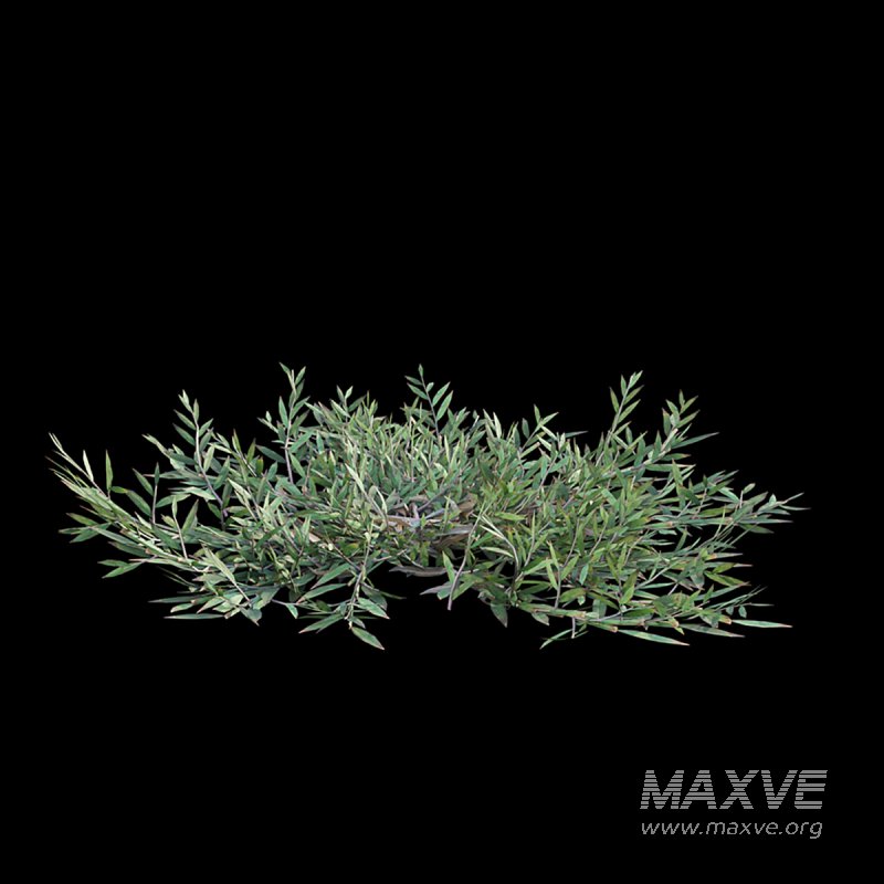 Chrysopogon aciculatus – dry 03 - Image 5