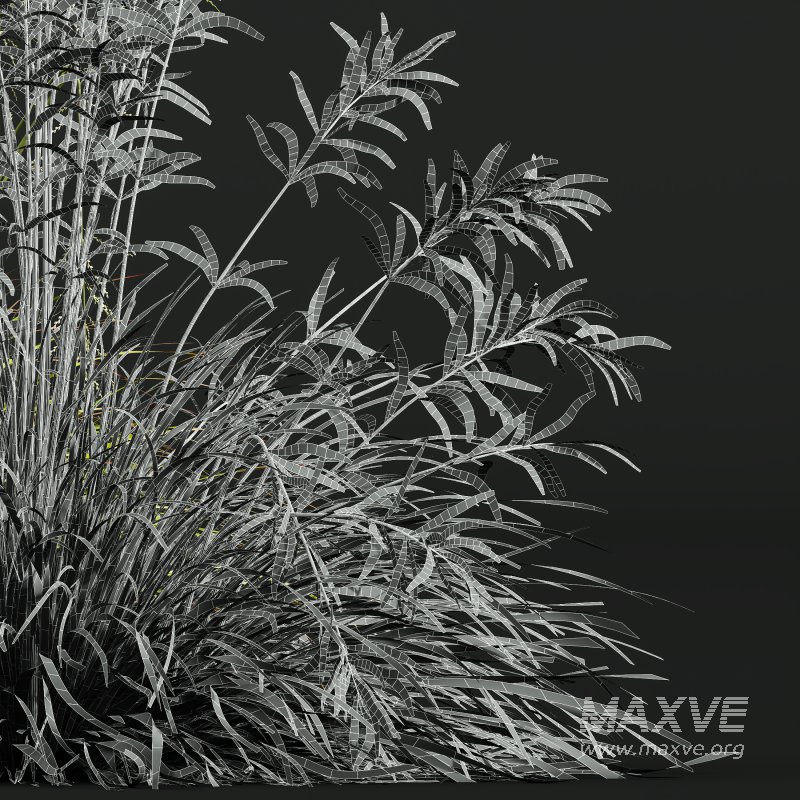 AV 20 different grass Stipa arundinacea Anemanthele lessoniana and Stipa arundinacea Sweet Grass - Image 13