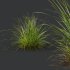 AV 6 different grasses Pennisetum Alopecuroides Lampenputzergras Fountain Hameln and Carex Elata Aurea Grass Version2 - Thumbnail 2