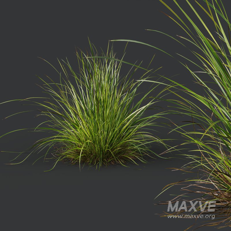 AV 6 different grasses Pennisetum Alopecuroides Lampenputzergras Fountain Hameln and Carex Elata Aurea Grass Version2 - Image 2