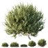 AV 9 different Montra Olive Bush - Thumbnail 5