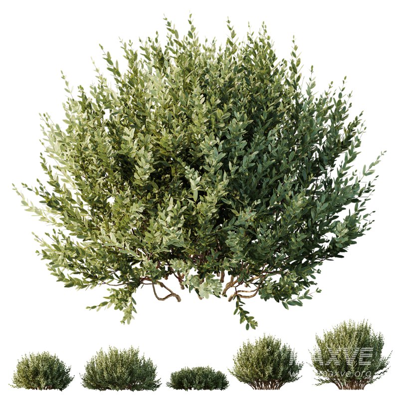 AV 9 different Montra Olive Bush - Image 5