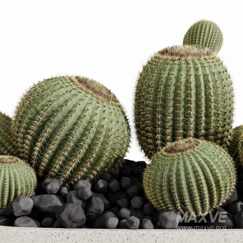 AV HousePlants Cactus Golden Barrel Tree - Image 1