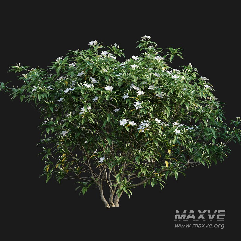 Wrightia antidysenterica - Image 5