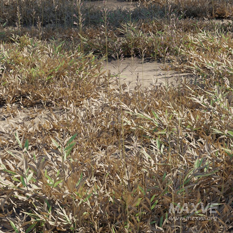 Chrysopogon aciculatus – dry 02 - Image 1