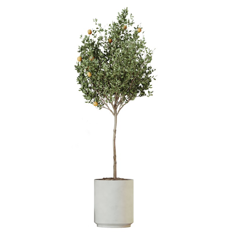 AV Indoor plants set 191 Mandarin Citrus Fruit Orange and Mission Arbequina Olive and Ficus Elastica Robusta and Ficus Cyathistipula African Fig - Image 4