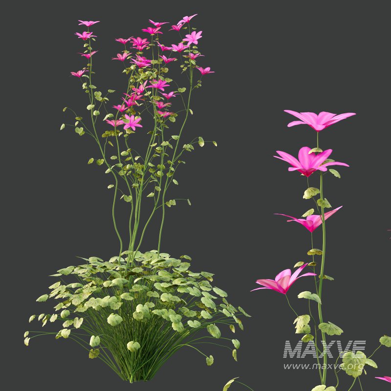 comes from the Greek word geranos meaning crane in reference to the fruit which purportedly resembles the head and beak of a crane. - Image 6