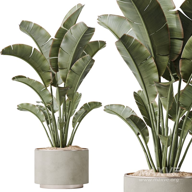 AV Indoor plants set 185 Olive Elegant Mission and Mandarin Citrus Fruit Orange Tree and Areca Palm and Ravenala Banana Strelitzia Nicolai - Image 5
