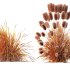 AV 6 different Grasses Pennisetum Alopecuroides Lampenputzergras Fountain Hameln and Carex Elata Aurea - Thumbnail 11