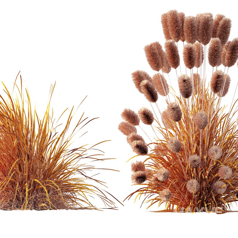 AV 6 different Grasses Pennisetum Alopecuroides Lampenputzergras Fountain Hameln and Carex Elata Aurea - Image 11