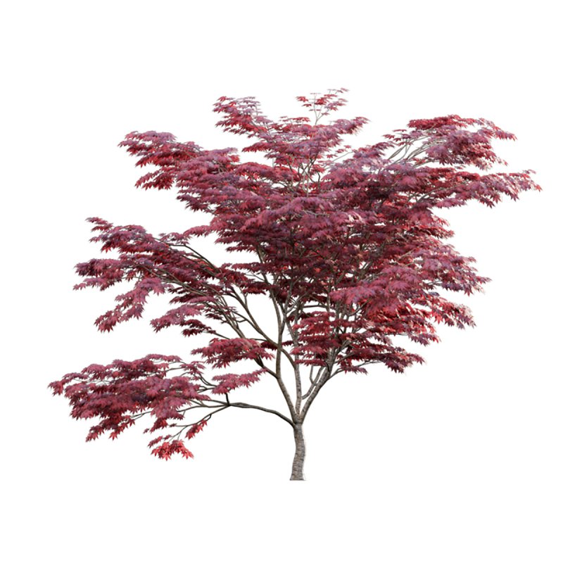 Japanese maple – Acer palmatum 01 - Image 3