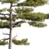 Pinus tabuliformis 03 - Thumbnail 4