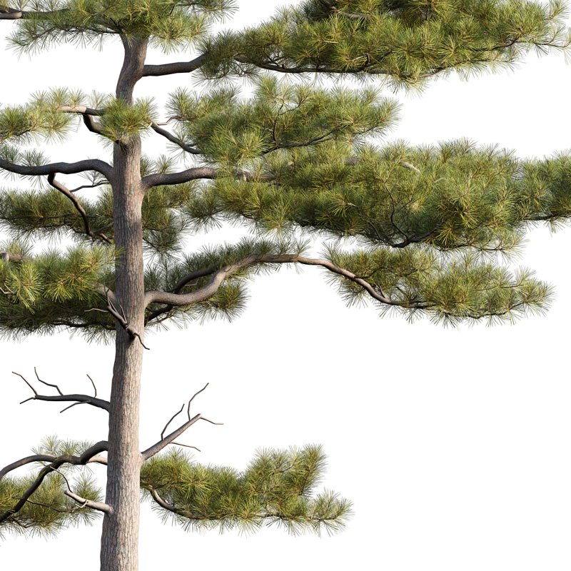 Pinus tabuliformis 03 - Image 4