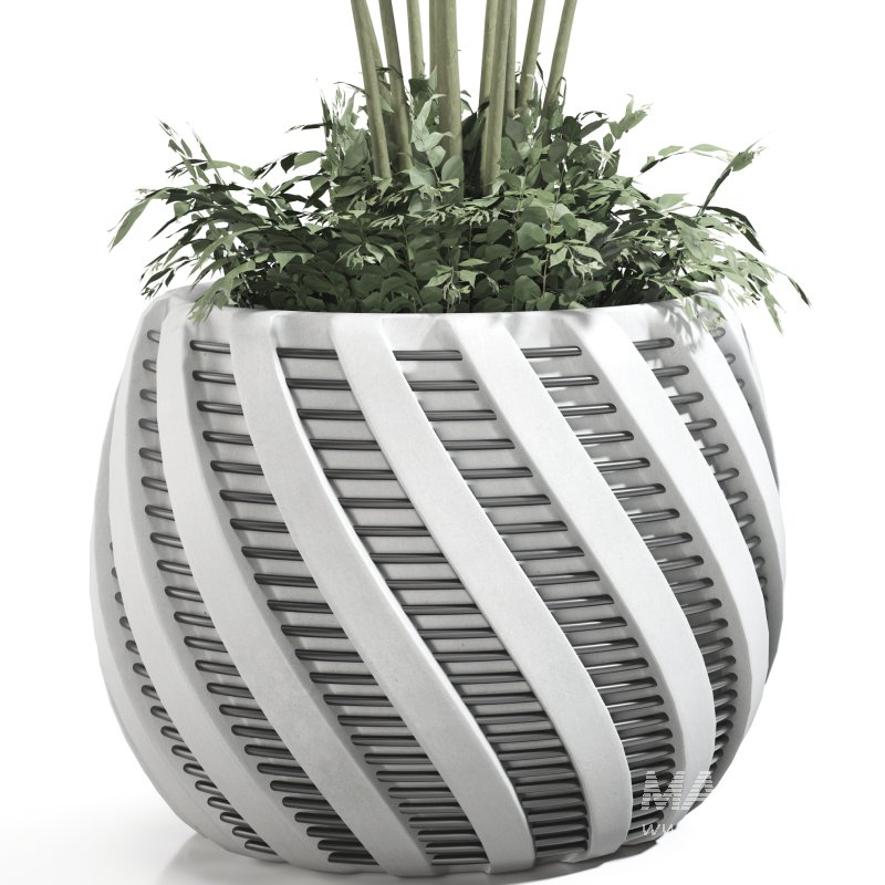 Strelitzia reginae and banana plant - Image 4