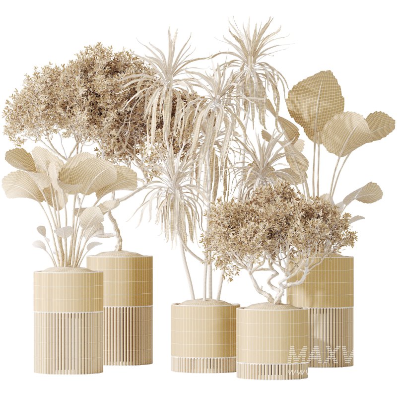 AV Indoor plants set 178 Mission Arbequina Olive and Ravenala Banana and Dracaena Lemon Lime Cane Dragon - Image 7