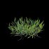 Cynodon dactylon – set 01 - Thumbnail 3