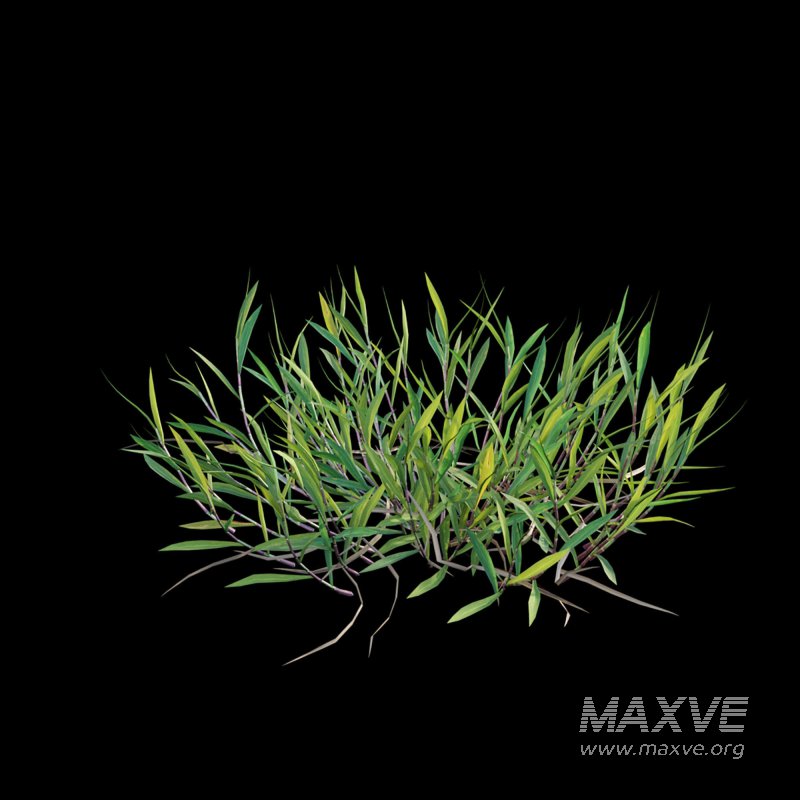 Cynodon dactylon – set 01 - Image 3