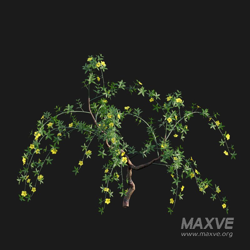 Allamanda cathartica – Golden Trumpet 02 - Image 3