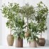 AV Indoor plants set 181 Alocasia Elefantenohr Wentii and Briful Pachira Aquatica Grand Artificiel and Olive Elegant Mission - Thumbnail 10