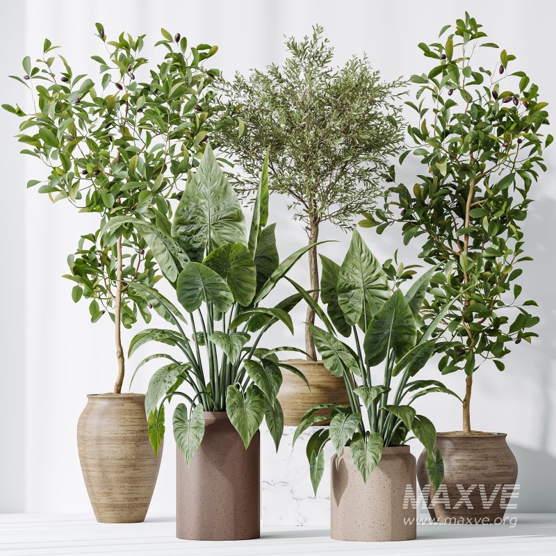 AV Indoor plants set 181 Alocasia Elefantenohr Wentii and Briful Pachira Aquatica Grand Artificiel and Olive Elegant Mission - Image 10