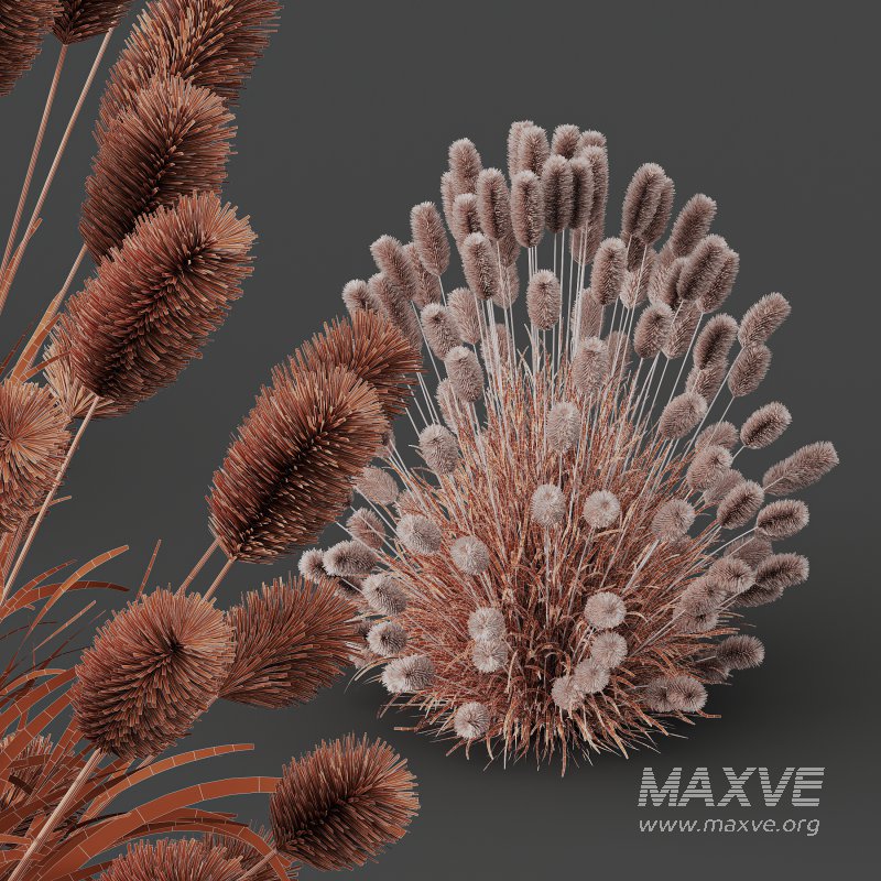 AV 6 different Grasses Pennisetum Alopecuroides Lampenputzergras Fountain Hameln and Carex Elata Aurea - Image 10