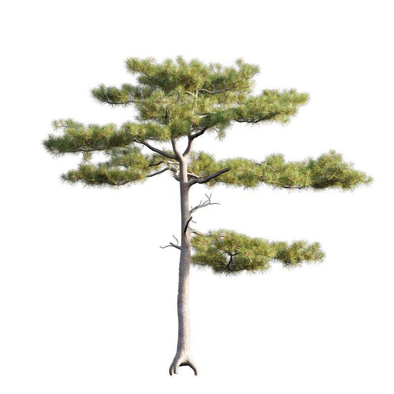 Pinus tabuliformis 03 - Image 3