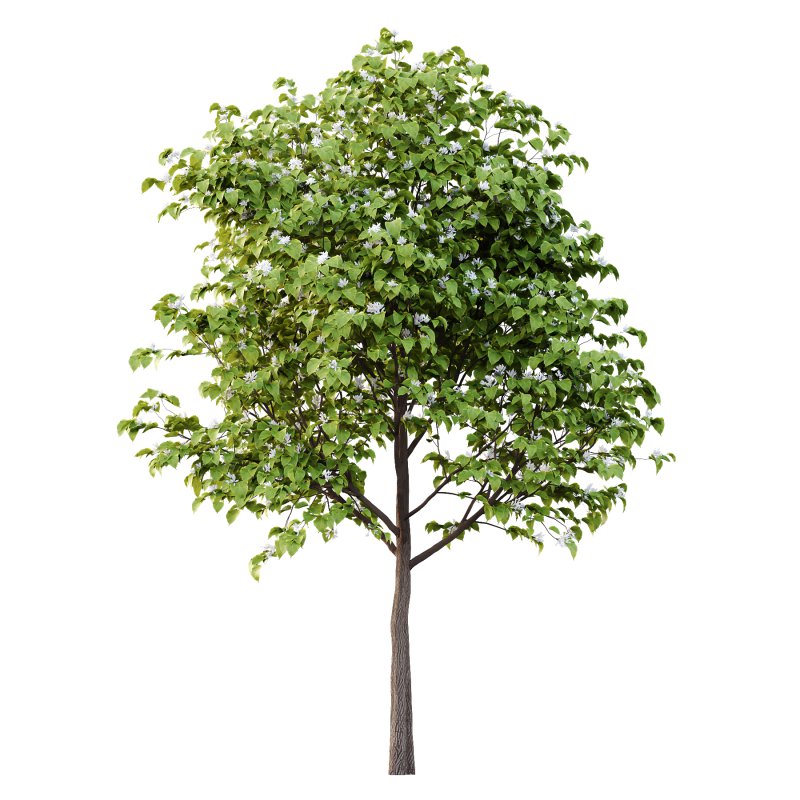 Catalpa Ovata Tree 06 - Image 1