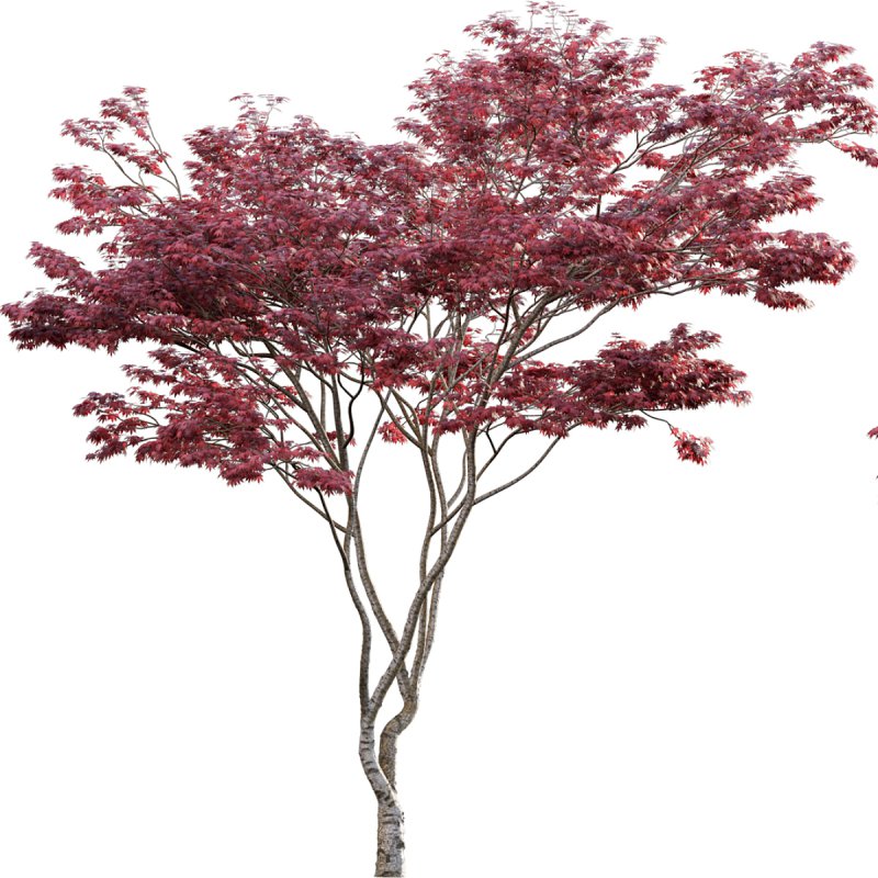 Japanese maple – Acer palmatum 01 - Image 4