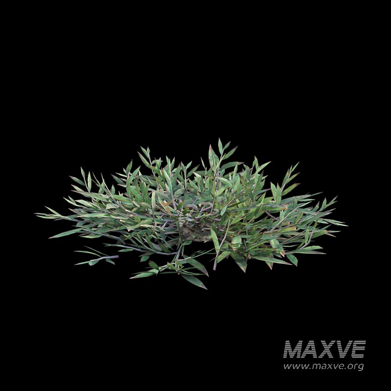Chrysopogon aciculatus 02 - Image 5