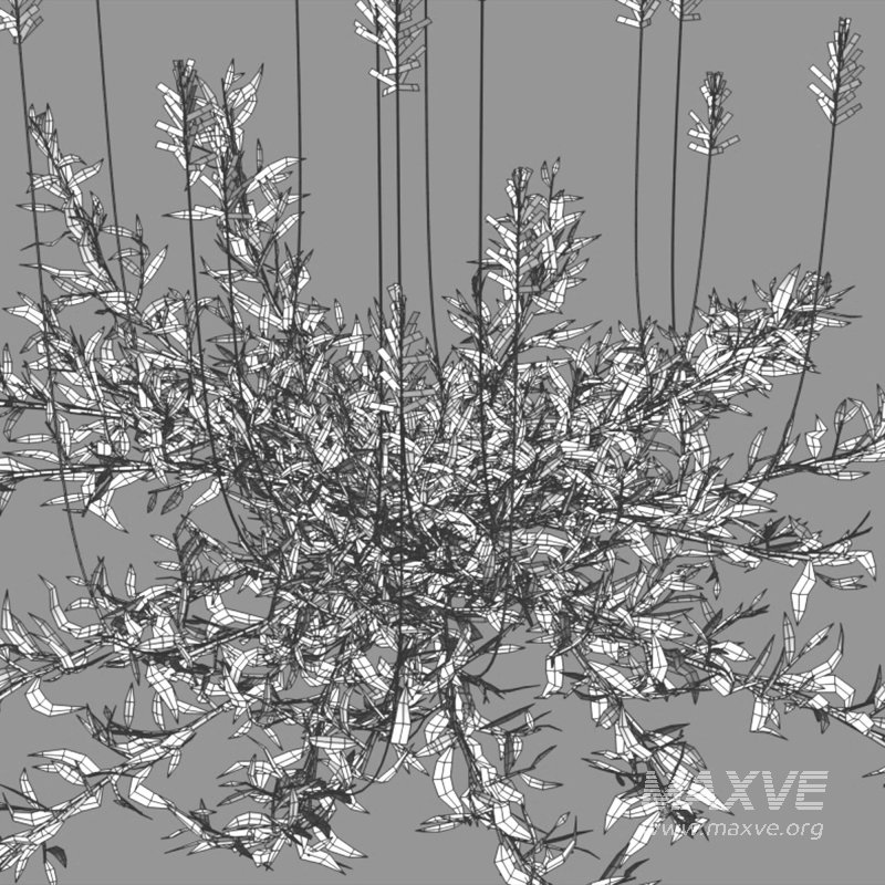 Chrysopogon aciculatus – dry 01 - Image 6