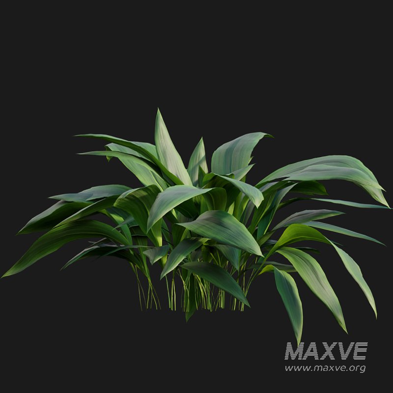 Eucharis grandiflora – Amazon Lily - Image 4