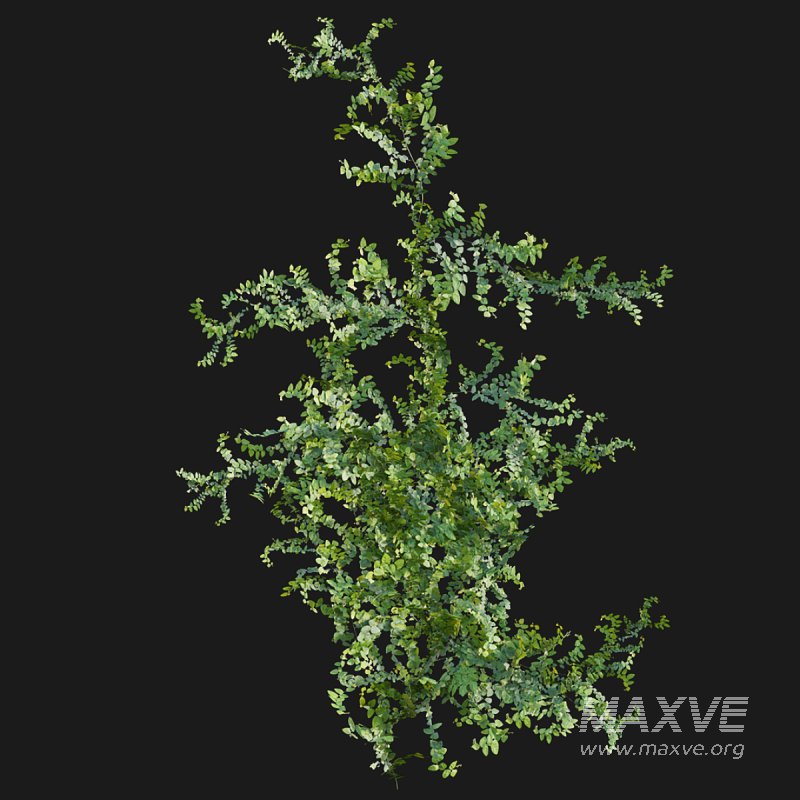 Moraceae – Ficus pumila - Image 6