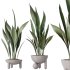 AV Indoor plants set 183 Mission Arbequina Olive and Aspidistra Elatior Cast iron and Ravenala Banana Strelitzia Nicolai - Thumbnail 3