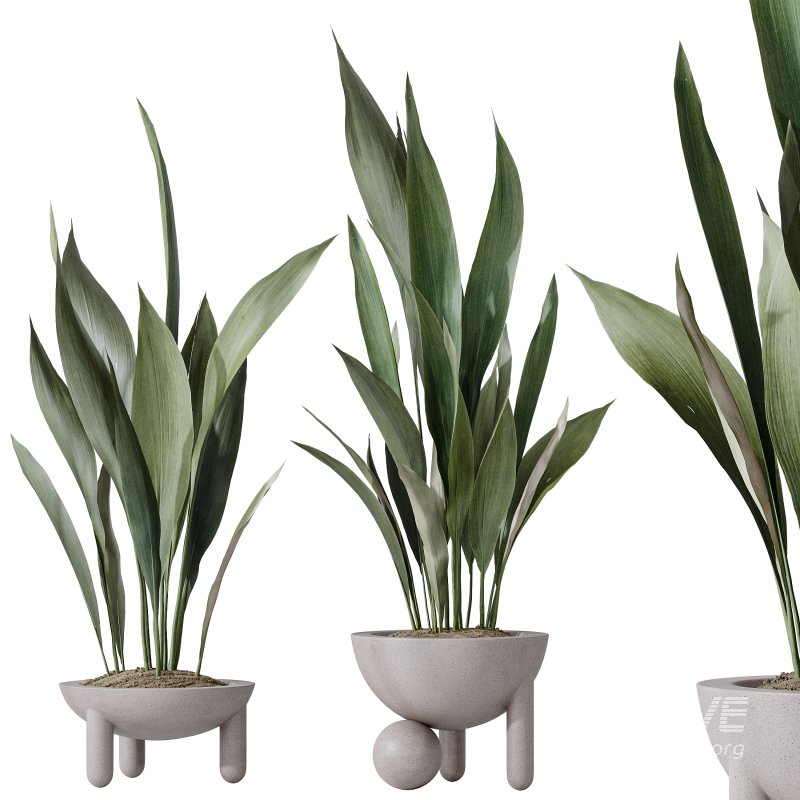 AV Indoor plants set 183 Mission Arbequina Olive and Aspidistra Elatior Cast iron and Ravenala Banana Strelitzia Nicolai - Image 3