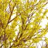 Forsythia Suspensa – Weeping Forsythia - Thumbnail 2