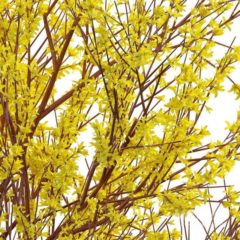 Forsythia Suspensa – Weeping Forsythia - Image 2