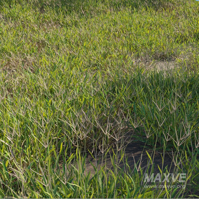 Cynodon dactylon – dry 02 - Image 1