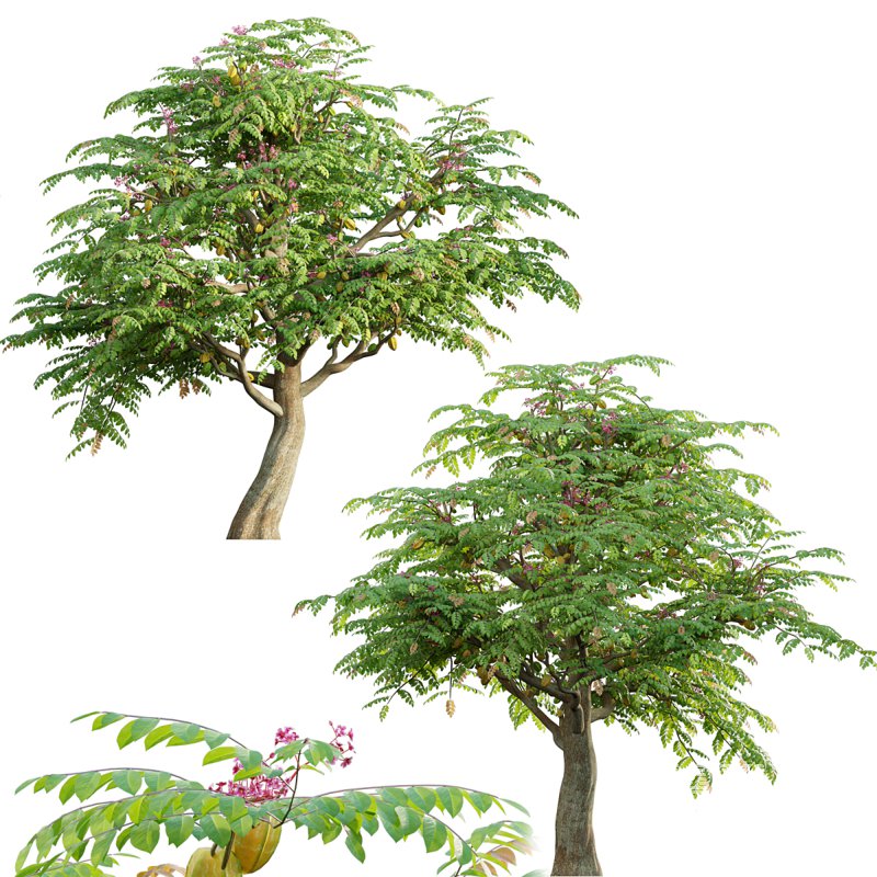 Averrhoa carambola – Starfruit tree 03 - Image 1