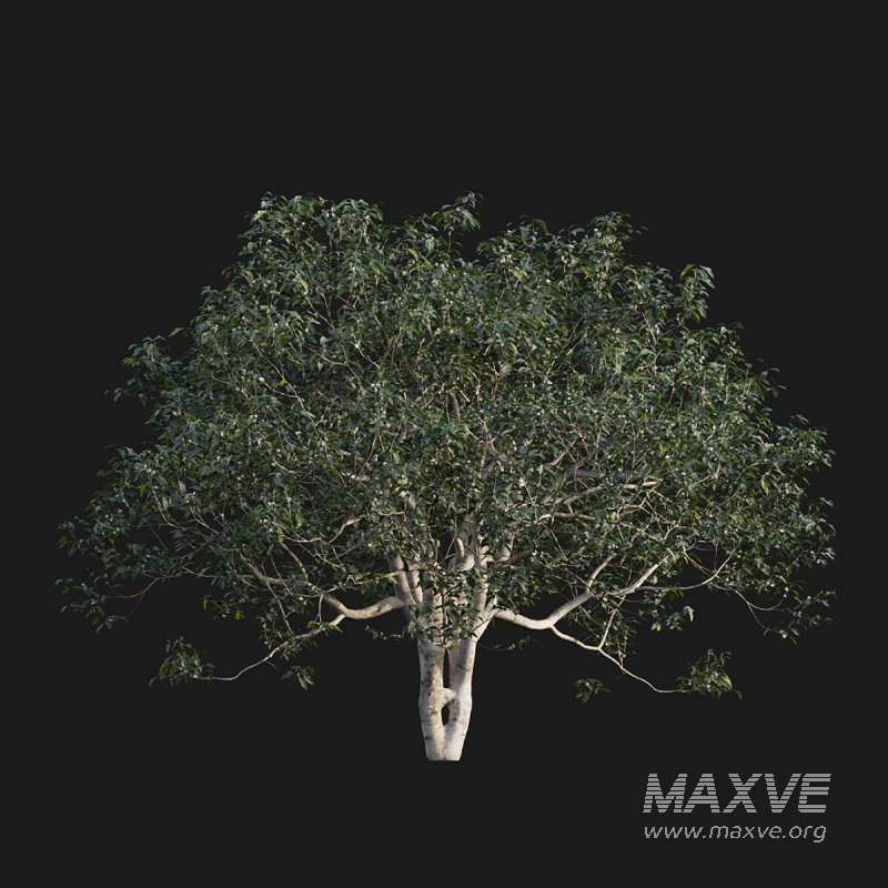 Osmanthus fragrans 03 - Image 2