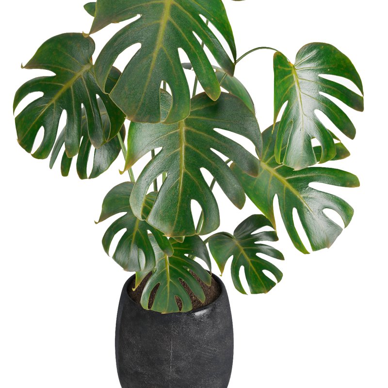 Indoor plant 07 - Image 2