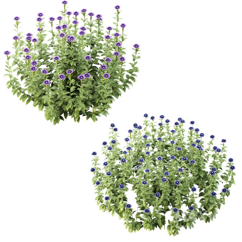 Wild flower bush - Image 5